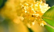 那些桂花飘香的日子