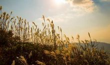 做一株清醒的金芦苇