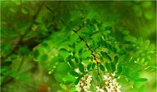 又是一年槐花香