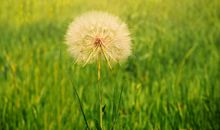 装满阳光的种子