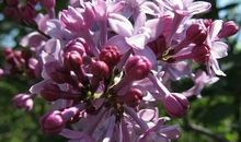 丁香花开的季节