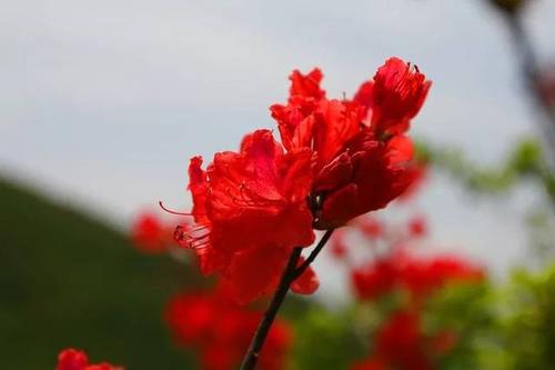 保持耳朵听鲜花