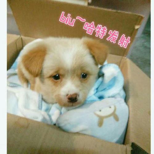 我想养一只宠物