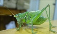 流浪蝈蝈有了家