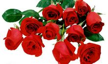 送你一束红玫瑰