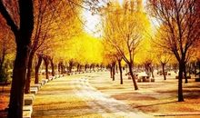 又是一年秋风起