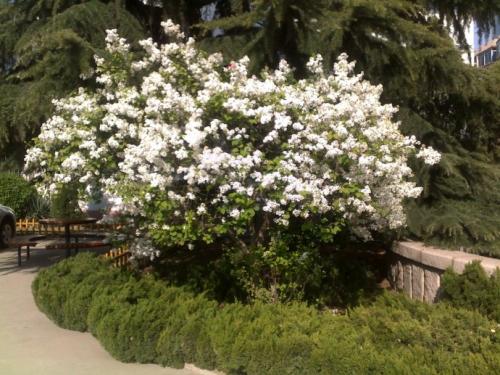 校园充满丁香花