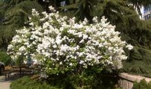 开满丁香花的校园