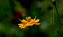 一叶一花皆知秋