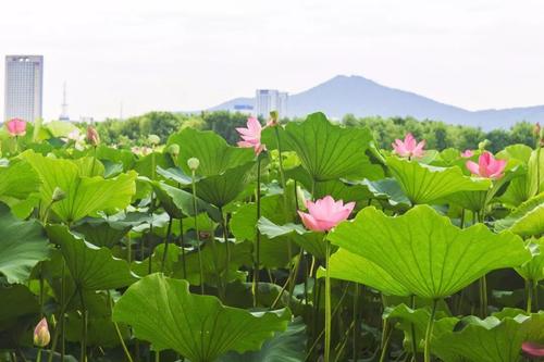 游览玄武湖