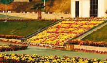 开在心中的花朵