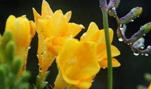 我愿做一株春草