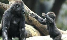 大猩猩交朋友