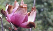 凋谢的花儿_500字