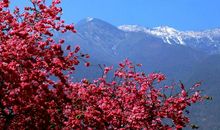 乱花渐欲迷人眼