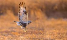 放弃是为了更高地追求