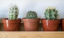 一棵仙人掌的自述