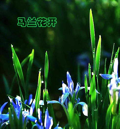 马连花