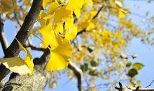 又是一年叶落时