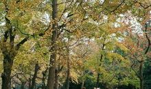 那迷人的一抹黄