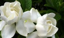 栀子花开的季节