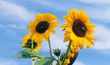 明天一定有阳光