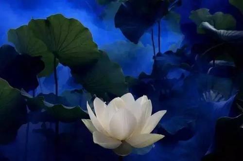 我爱莲花