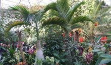 参观东郊植物园