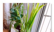 水培大蒜连续观察日记