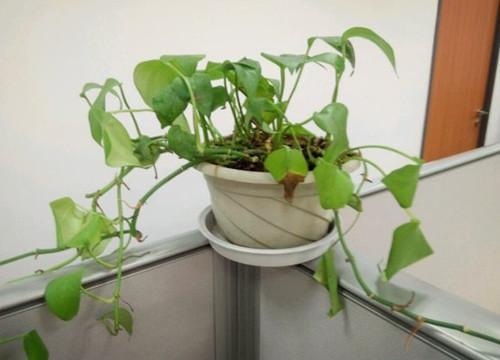 绿色莳萝的枯萎