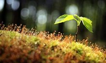 风雨中茁壮成长