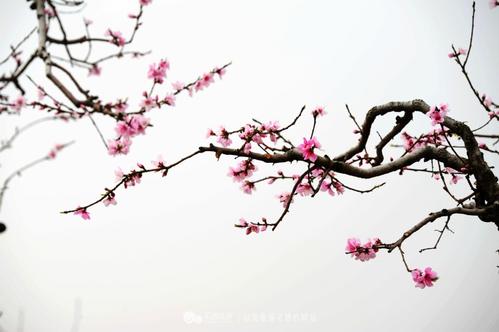 一棵开花的树吸引蝴蝶