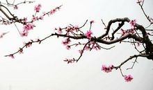 一树花开引蝶来