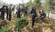 难忘的植树活动