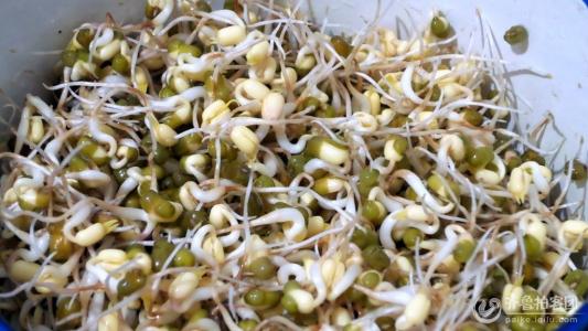 豆芽浸泡