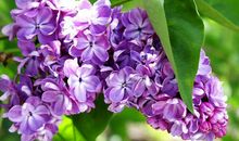 在丁香花开的季节