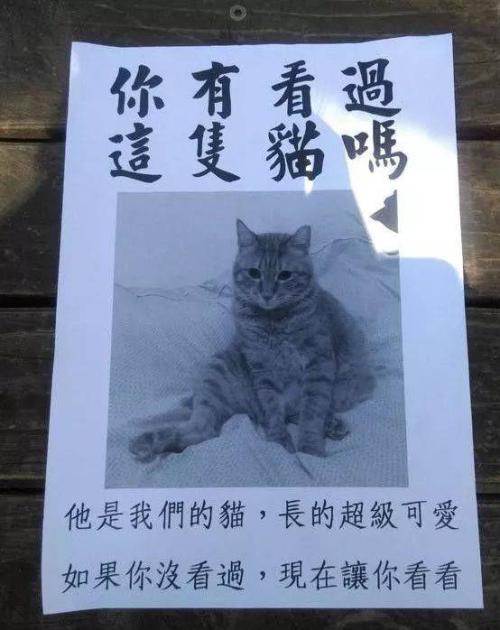 猫的启示