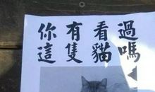猫的启示