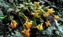 那石缝中生长的花