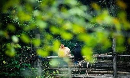 银杏瞬发