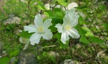 用心之眼观校之美