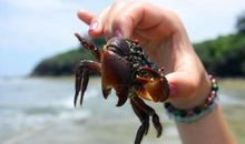 捉螃蟹