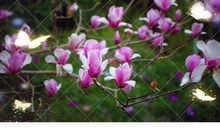 随花香飘远的往事