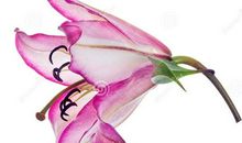 于边缘绽放美丽