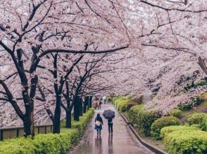 赏樱花