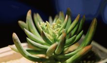 窗角的多肉植物