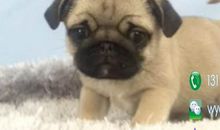 八哥“小乖乖”