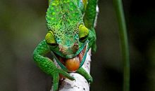 我是一只变色龙