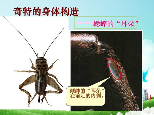 蟋蟀