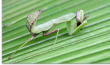 描写螳螂的作文